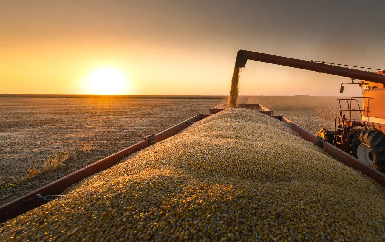 Grain auger of combine pouring corn into tractor trailer.