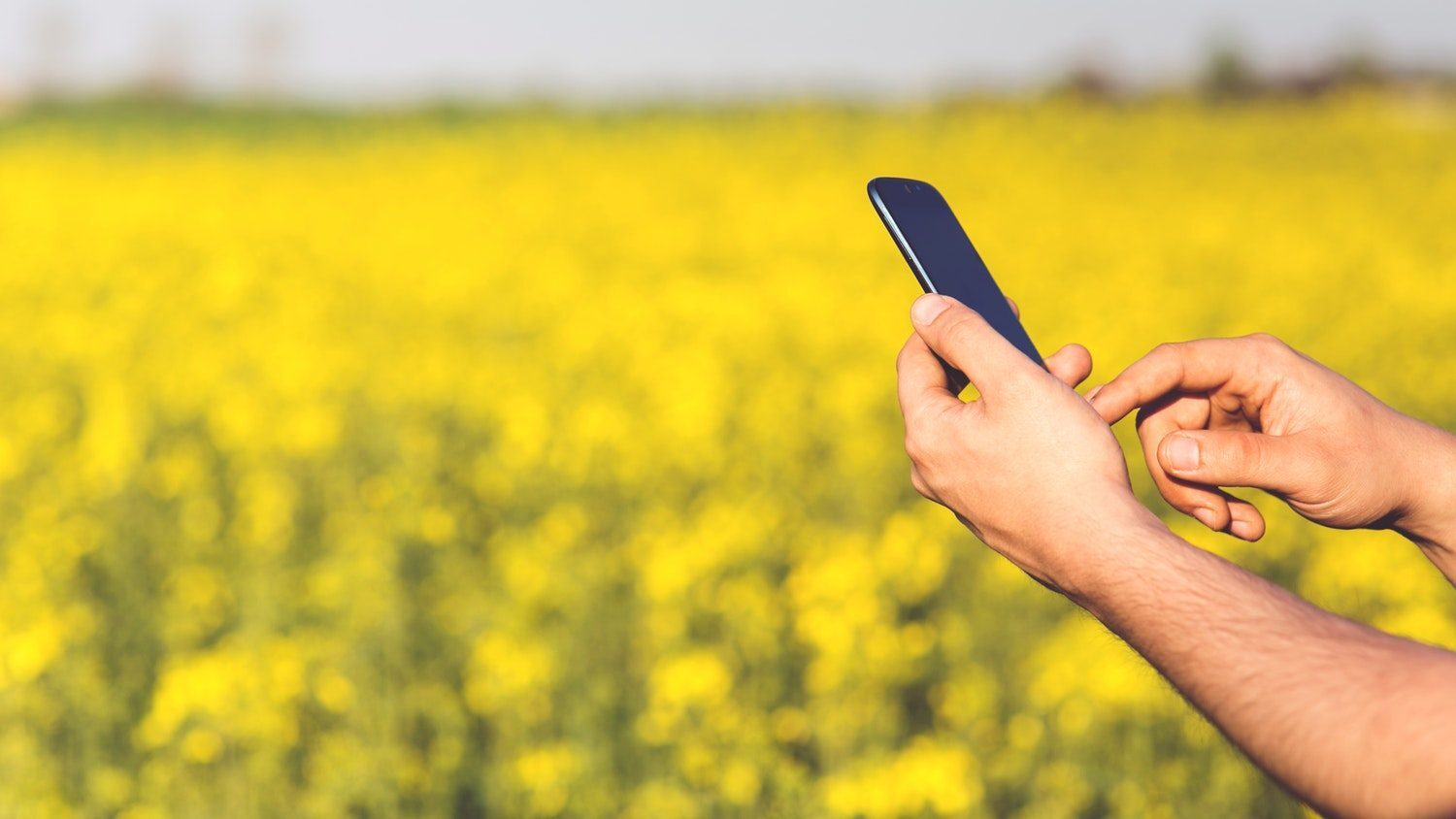 Smartphone in a hand with the grain field in the background.