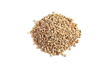 Barley